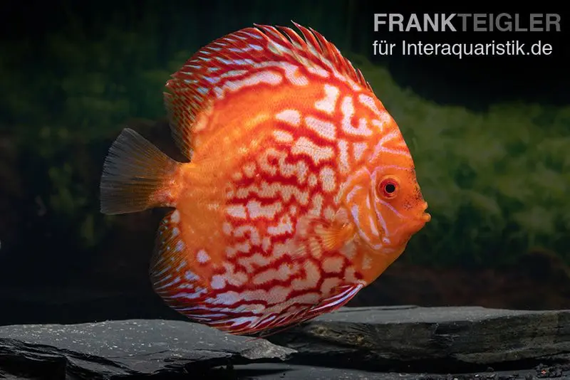 Discus élevage asiatique, Symphysodon discus Red Stone (Fire Stone)