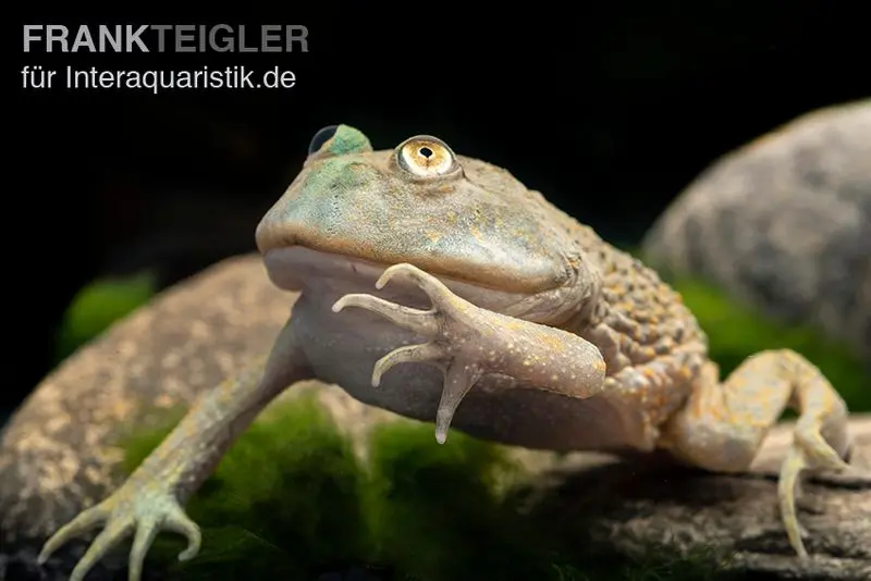 Grenouille de Budgett, Lepidobatrachus laevis
