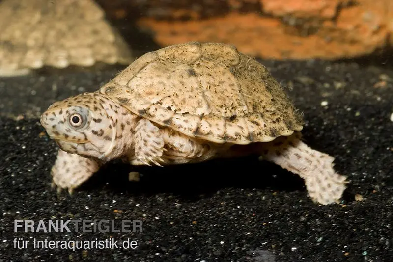 Tortue musquée à dos caréné, Sternotherus carinatus