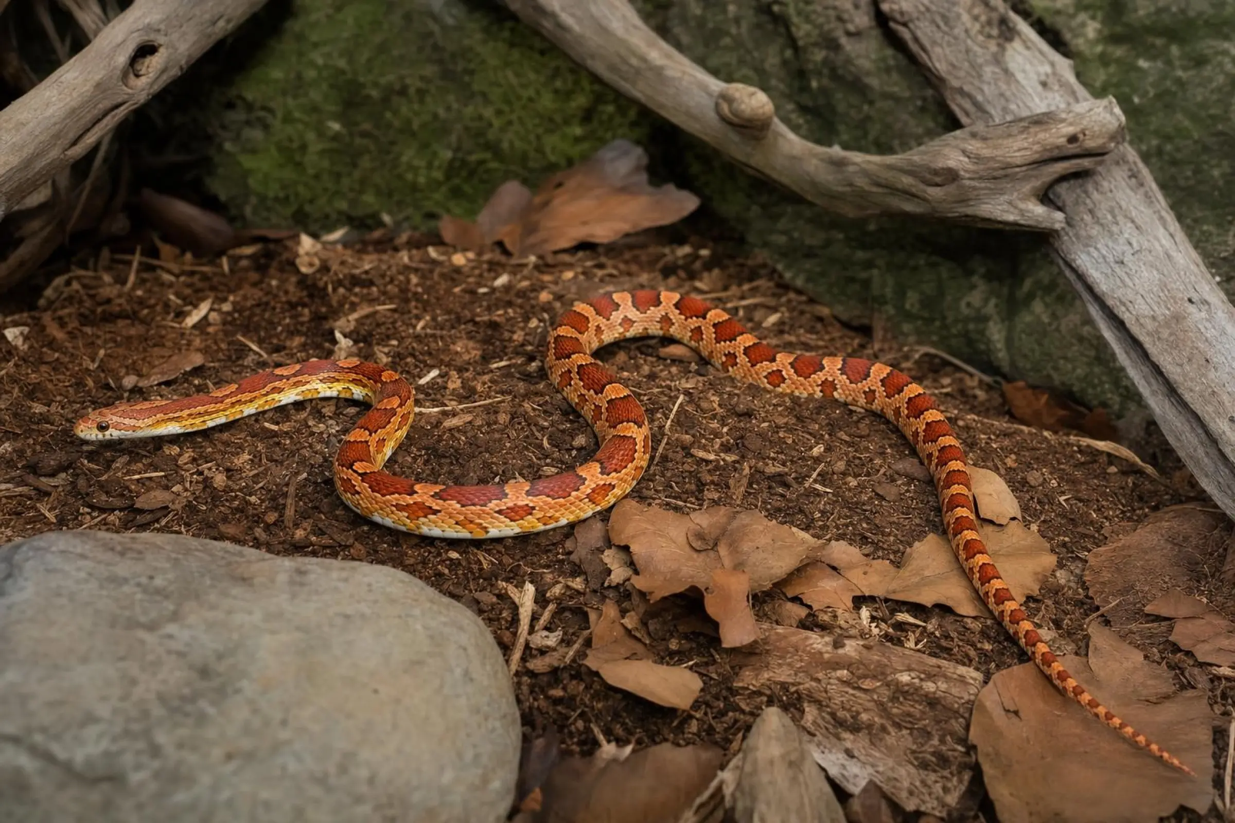 Couleuvre des blés Palmetto, Pantherophis guttatus