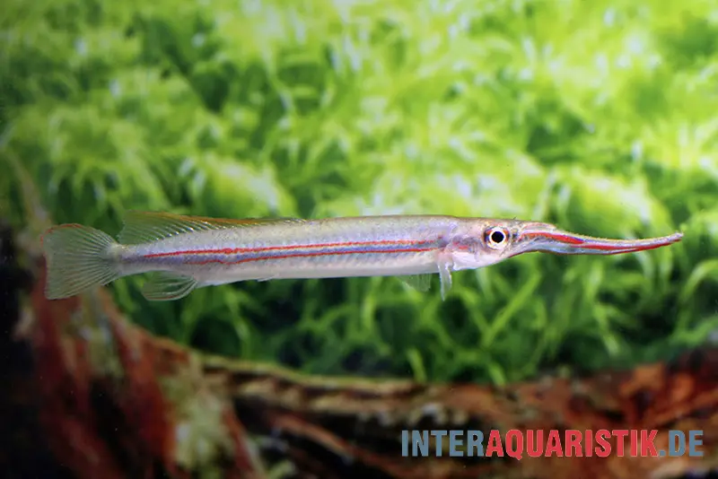 Demi-bec à rayures rouges, Hemirhamphodon phaiosoma (kapuasnensis)