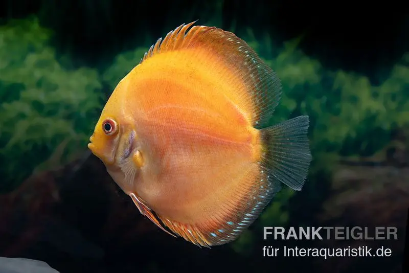 Discus élevage asiatique, Symphysodon discus Red Spotted Gold