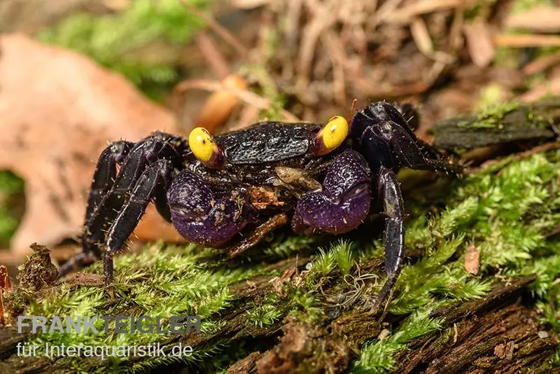 Crabe vampire, Geosesarma dennerle
