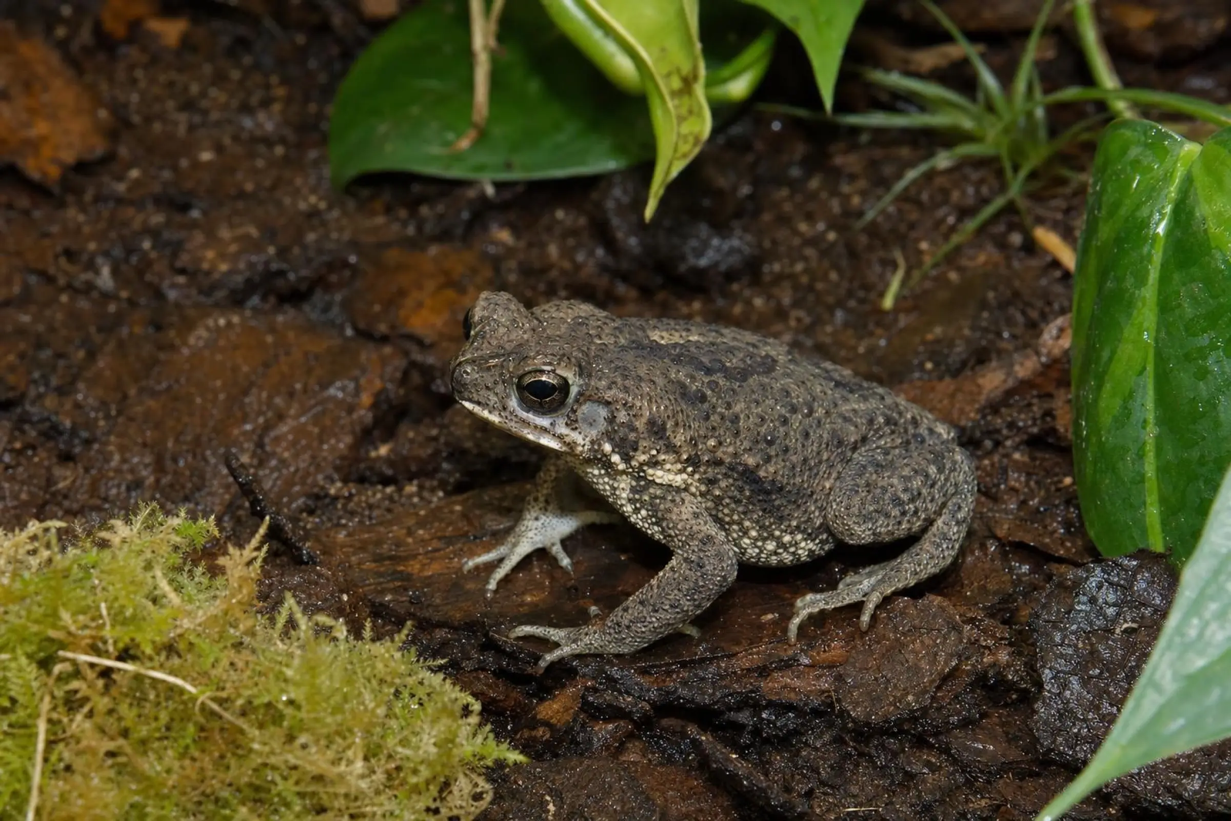 Crapaud de Rivero, Rhinella humboldti