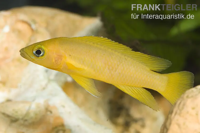Cichlidé doré du Tanganyika, Neolamprologus leleupi