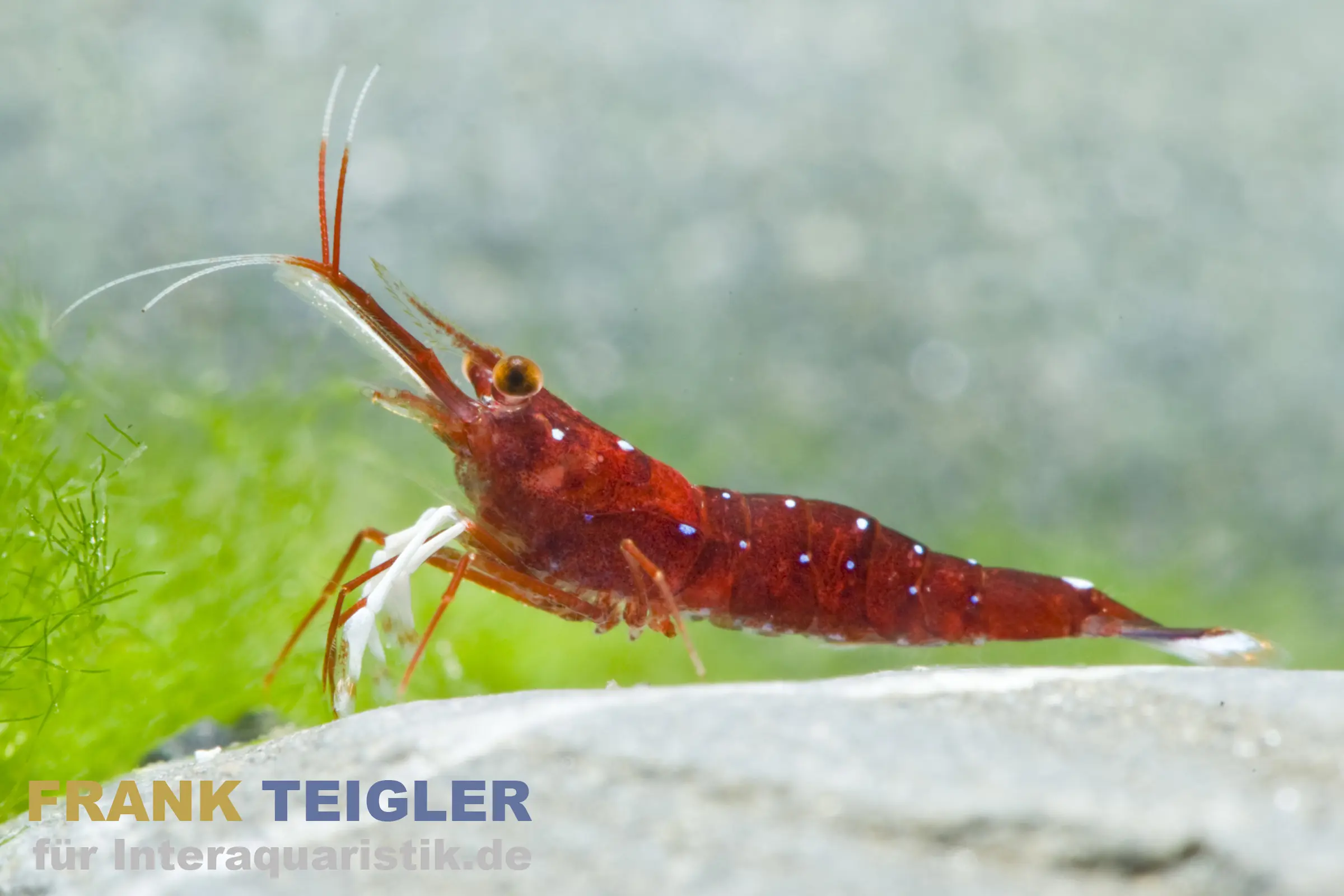 Crevette cardinal d’eau douce, Caridina dennerlei