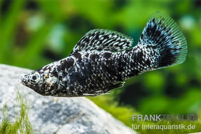 Molly dalmatien, Poecilia sphenops