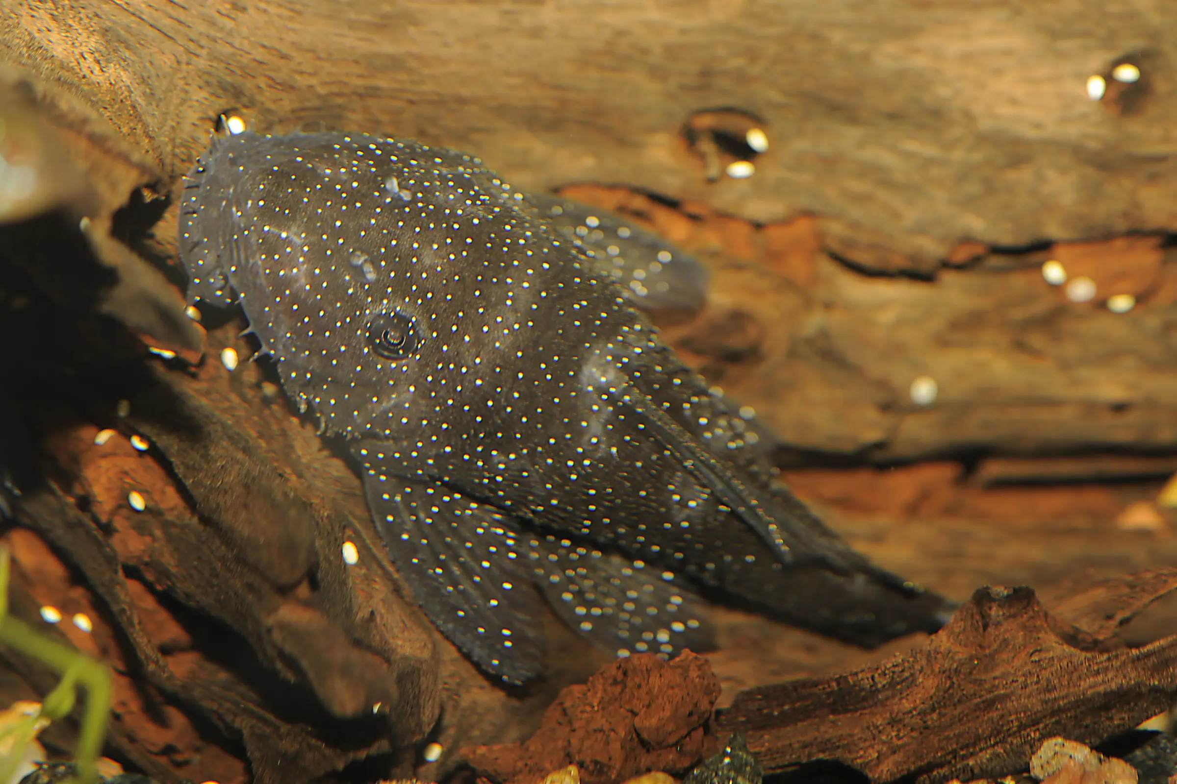 Ancistrus pimental, L213, Ancistrus sp.