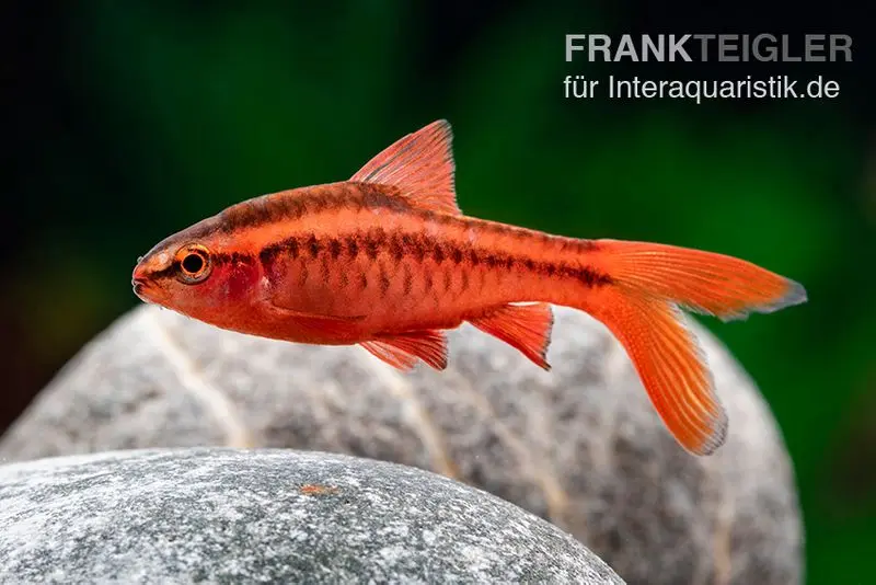 Barbe cerise voile, Rohanella titteya longfin