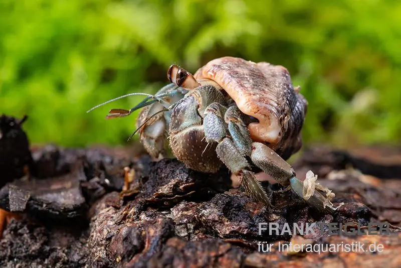 Crabe ermite terrestre, Coenobita compressus (crabe ermite terrestre du Pacifique)