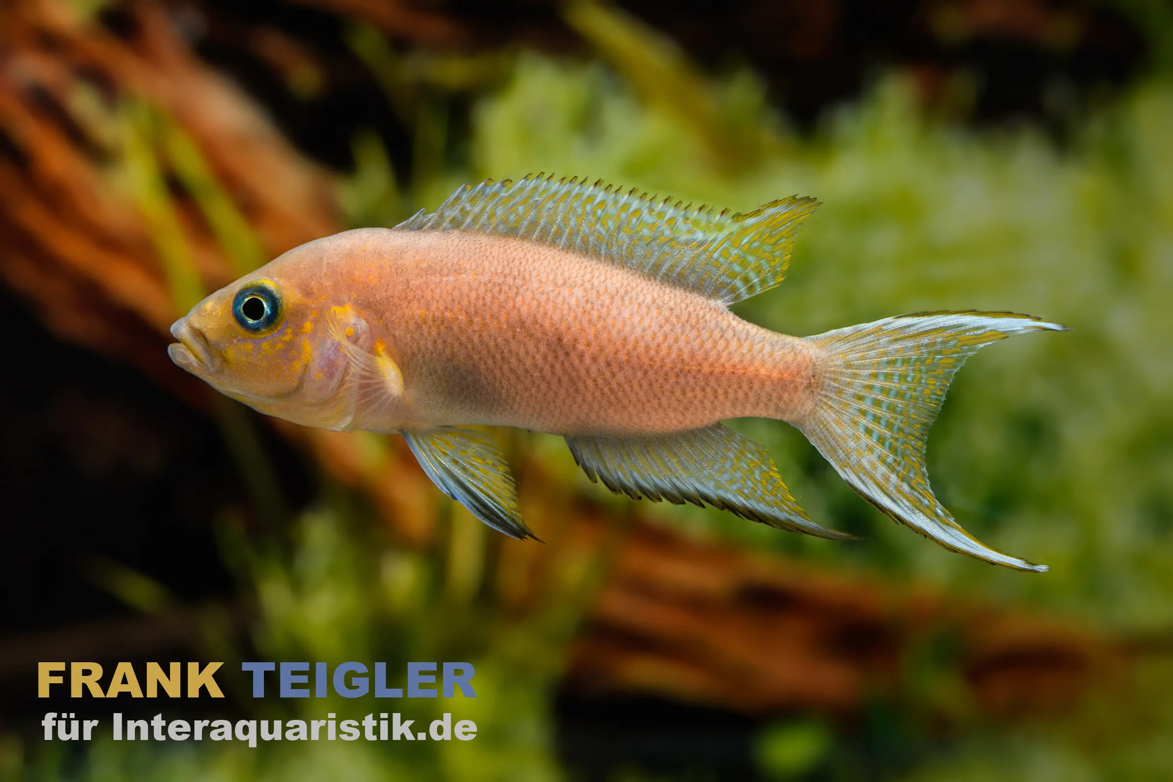 Cichlidé à queue en faucille, Lamprologus falcicula, 4-5 cm