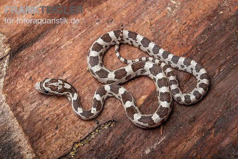 Serpent des blés, Pantherophis guttatus GHOST