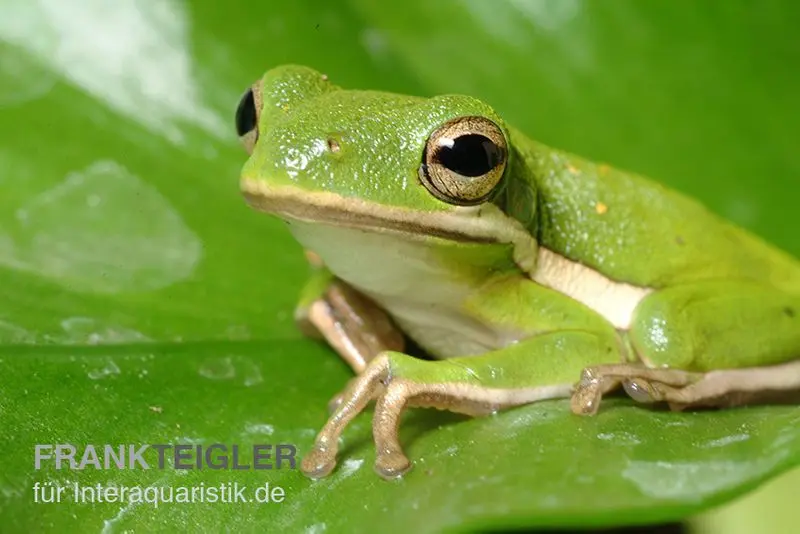 Rainette américaine, Hyla cinerea