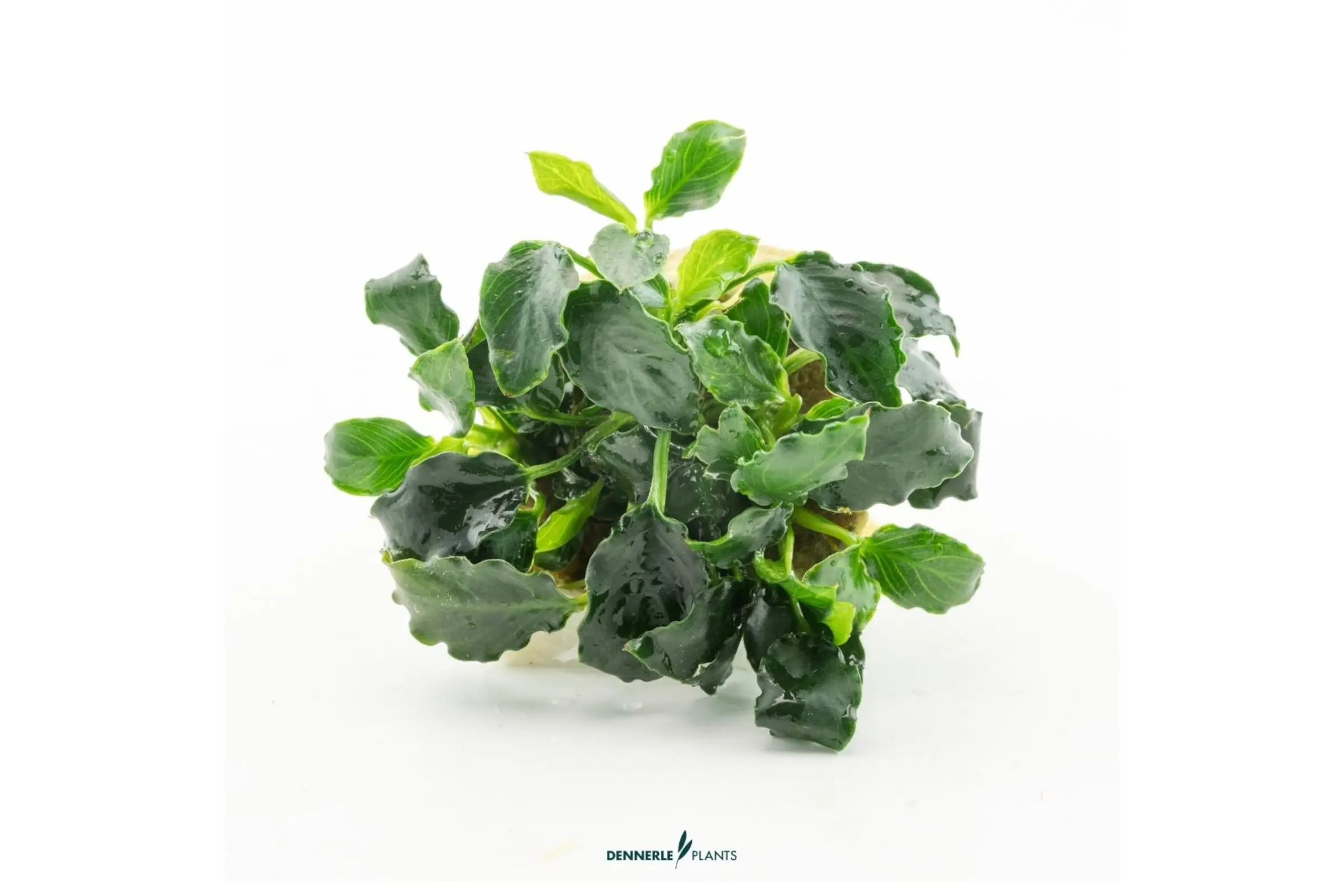 Petite anubias naine Mini Kirin, Anubias nana 'Mini Kirin', en pot