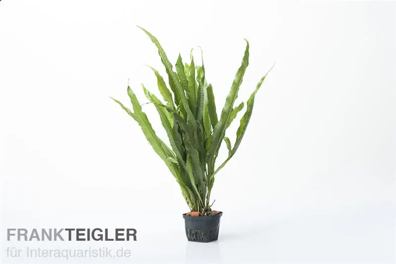 Fougère de Java, Microsorum pteropus, pot XL, plante mère
