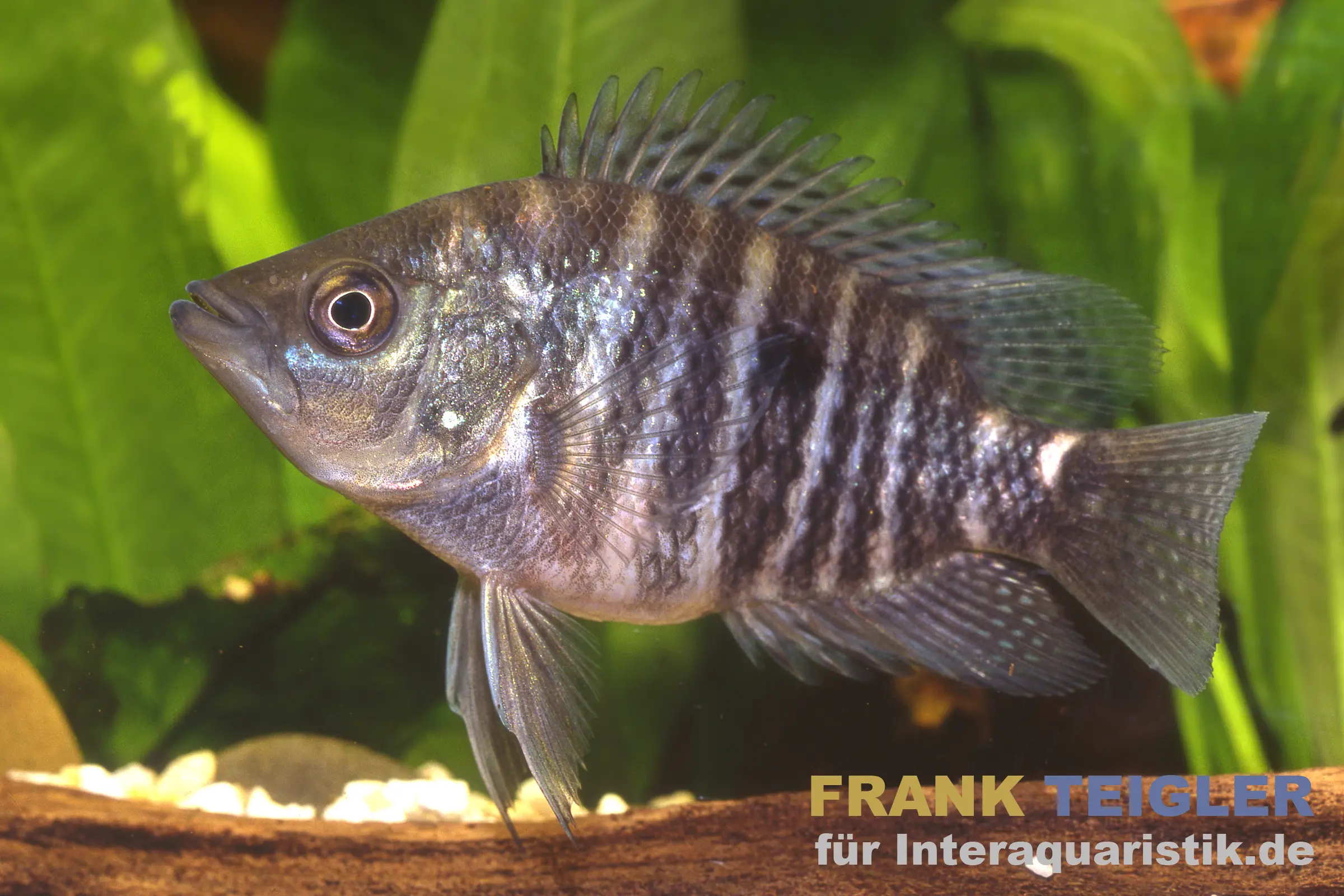 Cichlidé de Krauss, Caquetaia kraussii, DNZ, 5-7 cm