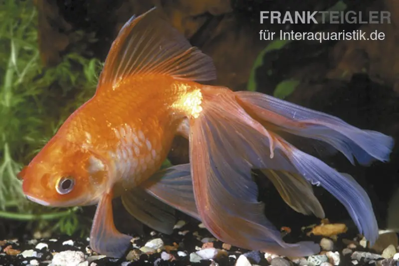 Oranda rouge, Carassius auratus (eau froide), différentes tailles