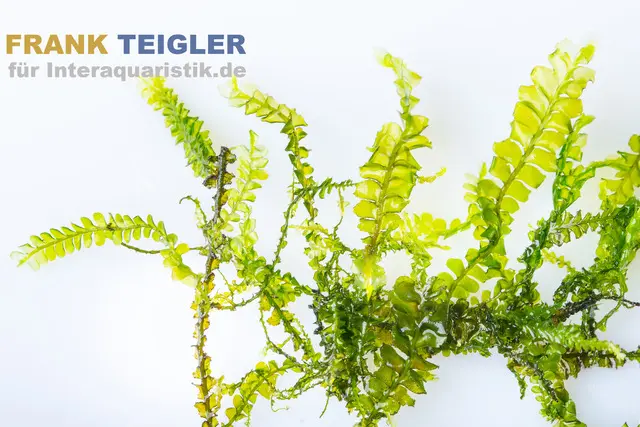 Nahaufnahme einer leuchtend grünen Aquarienpflanze