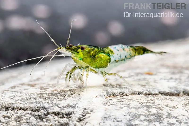 Crevette Green Rili, Neocaridina davidi