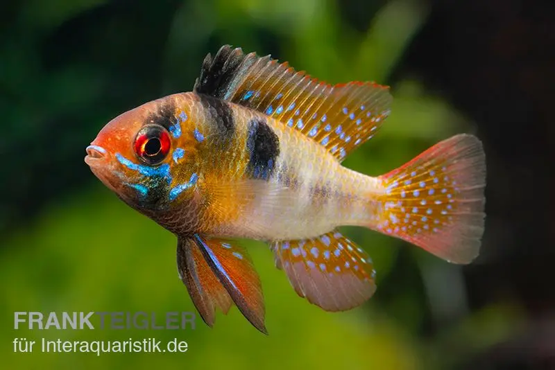 Cichlidé papillon sud-américain XL, Mikrogeophagus ramirezi