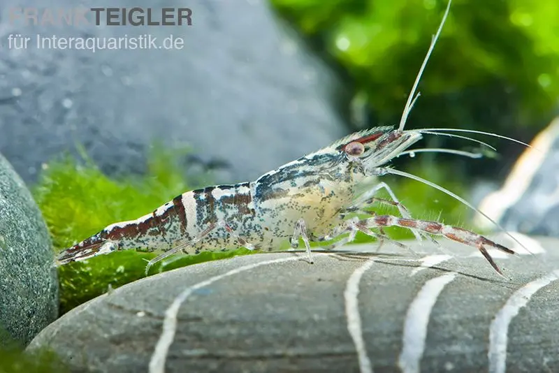 Crevette caméléon, Macrobrachium scabriculum