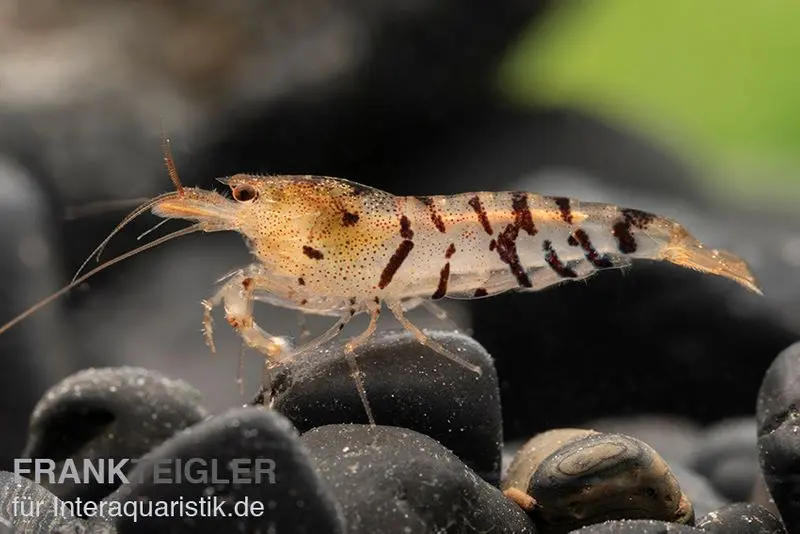 Crevette tigre, Caridina mariae
