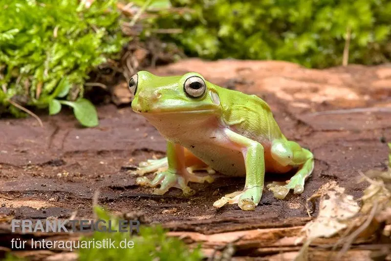 Rainette aux doigts corail, Litoria caerulea