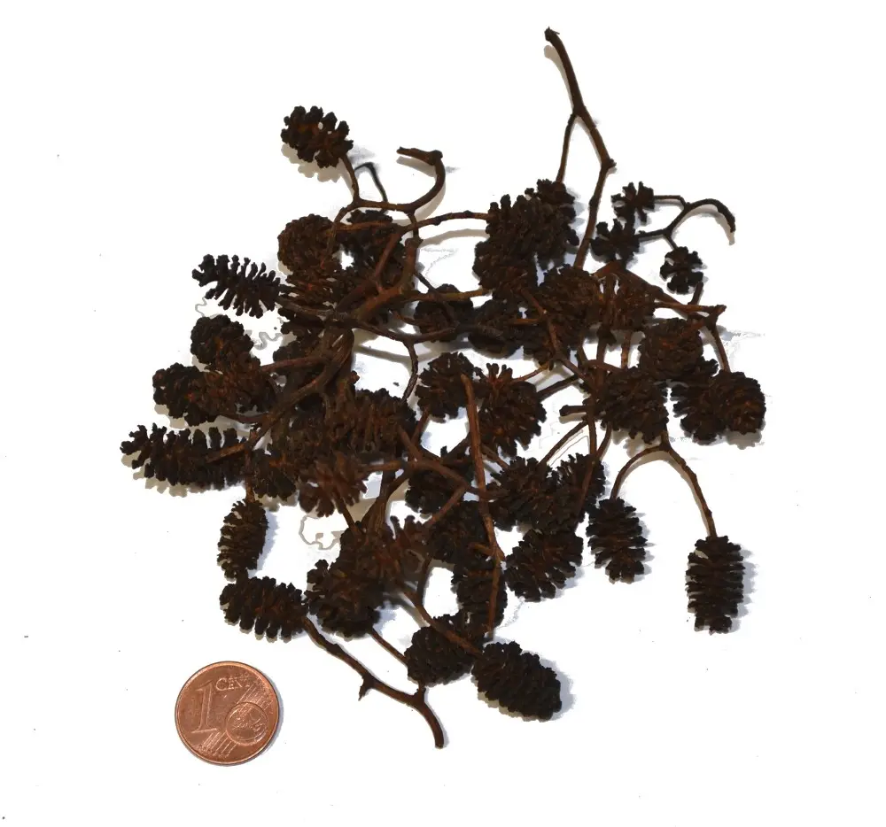 Cônes d’aulne, 50 g