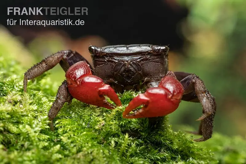 Crabe Laeve, Neosarmatium laeve