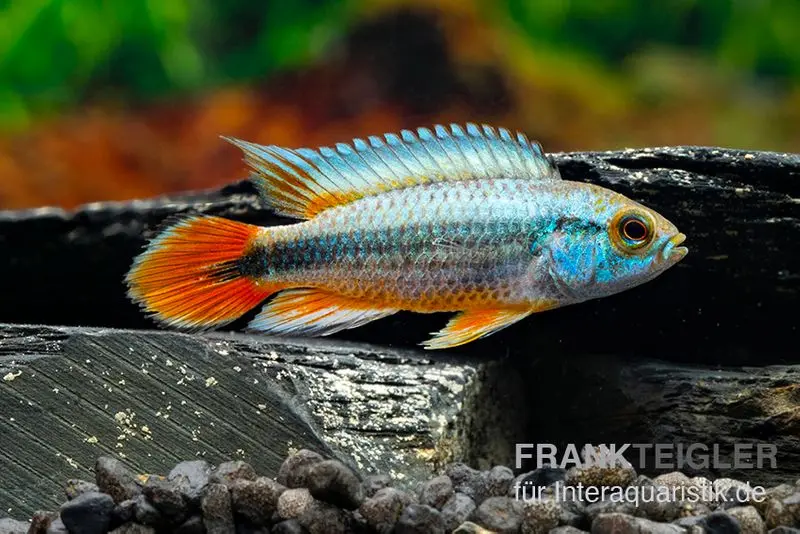 Cichlidé nain d’Alenquer, Apistogramma agassizii « Alenquer Red Tail », par paire