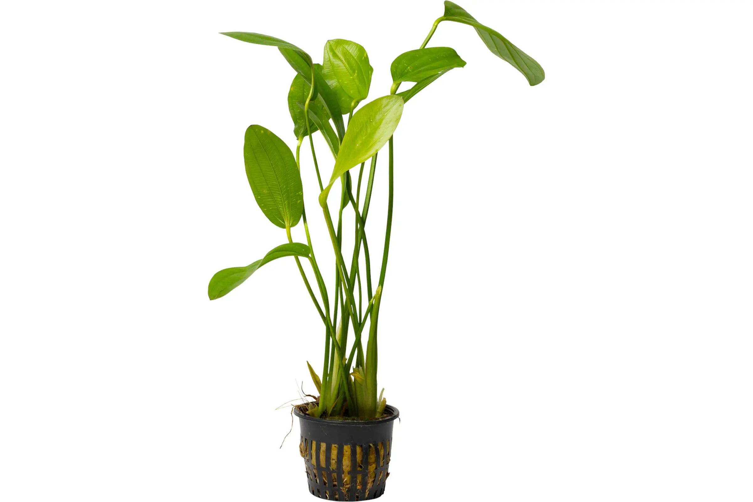Échinodore rose, Echinodorus rose, pot XL, plante mère