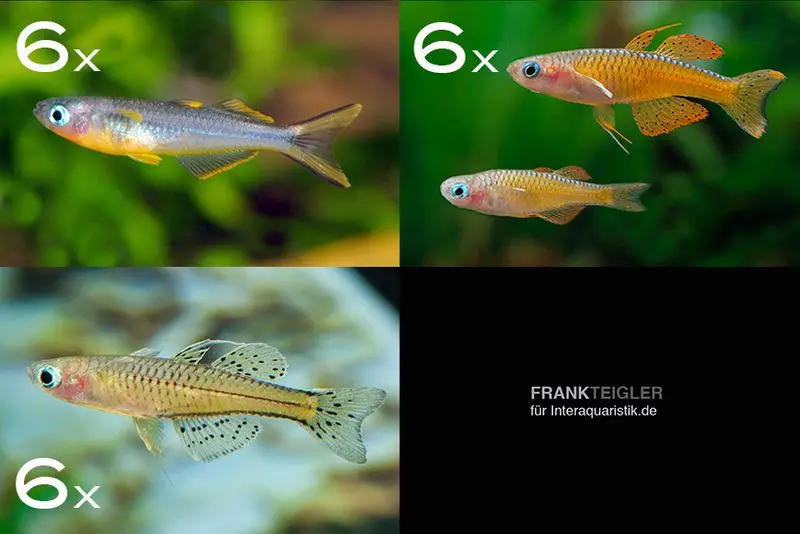 Assortiment de poissons d’ornement : poissons arc-en-ciel pour 80 cm