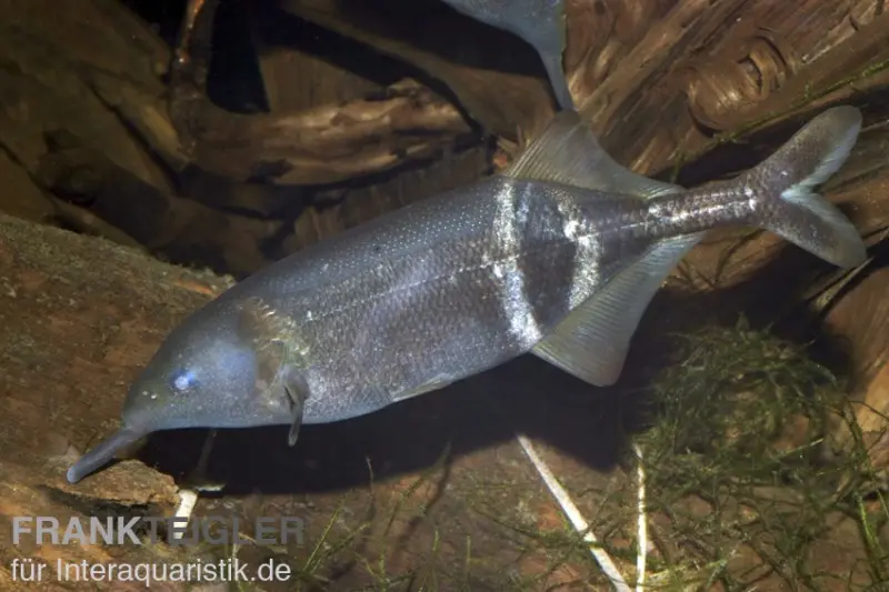 Poisson-éléphant, Gnathonemus petersii