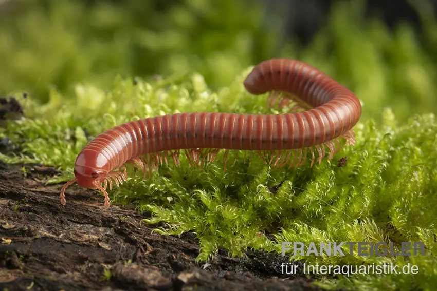 Mille-pattes rouge corail, Trigoniulus corallinus