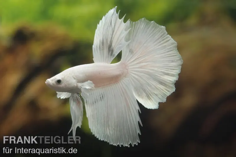 Combattant Halfmoon blanc, mâle, Betta splendens