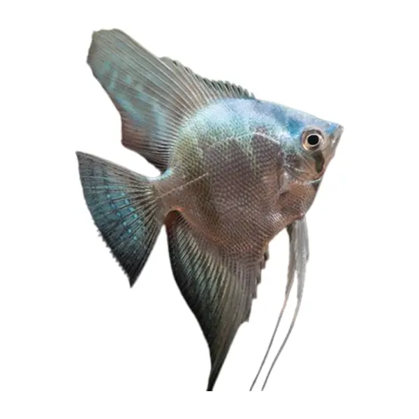 Scalaires