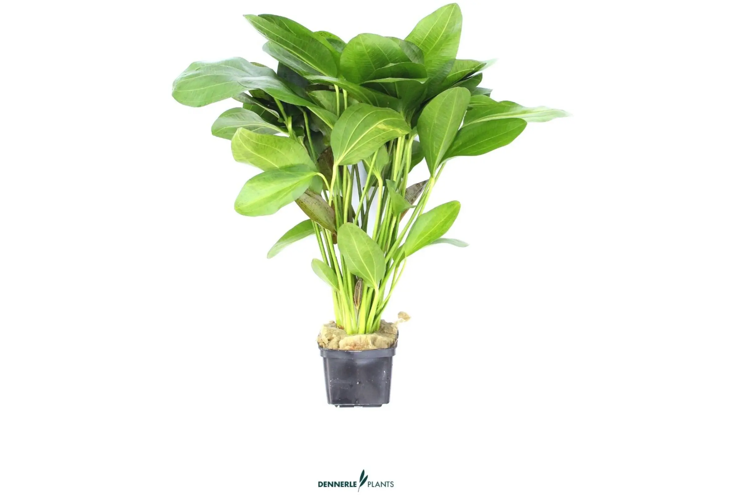Plante-épée Ozelot, Echinodorus sp. Ozelot, plante mère XXL