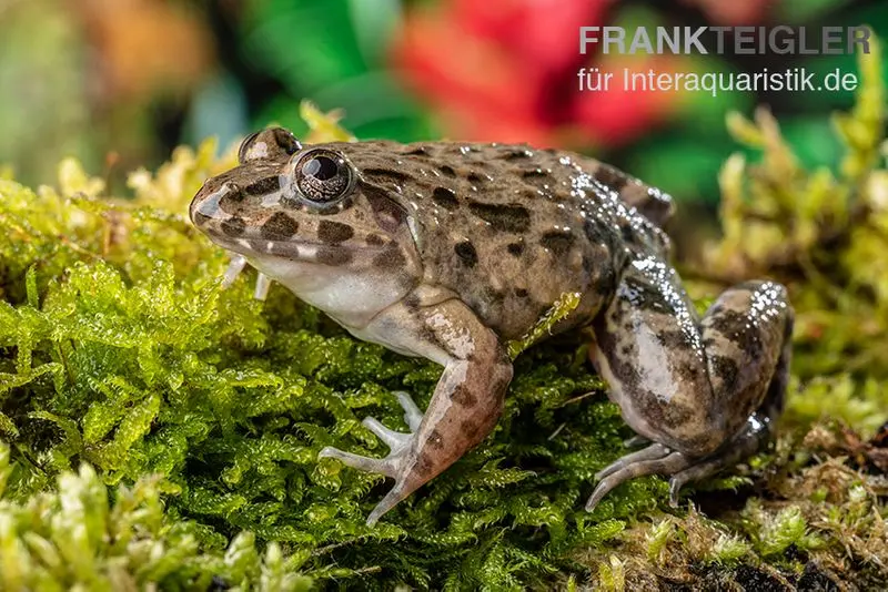 Grenouille des rizières d’Asie du Sud-Est, Fejervarya limnocharis