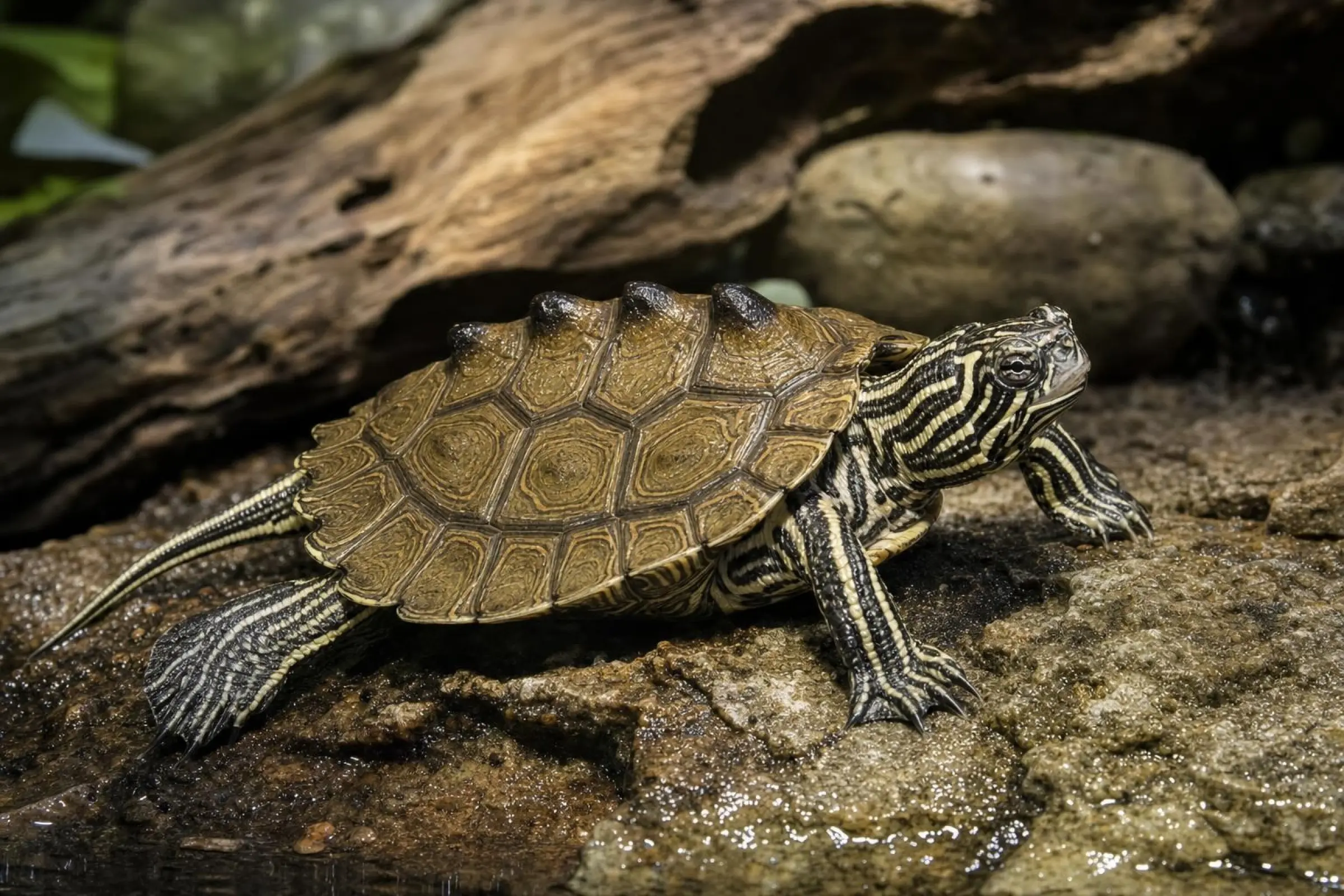 Tortue géographique à tubercules à boutons noirs, Graptemys nigrinoda