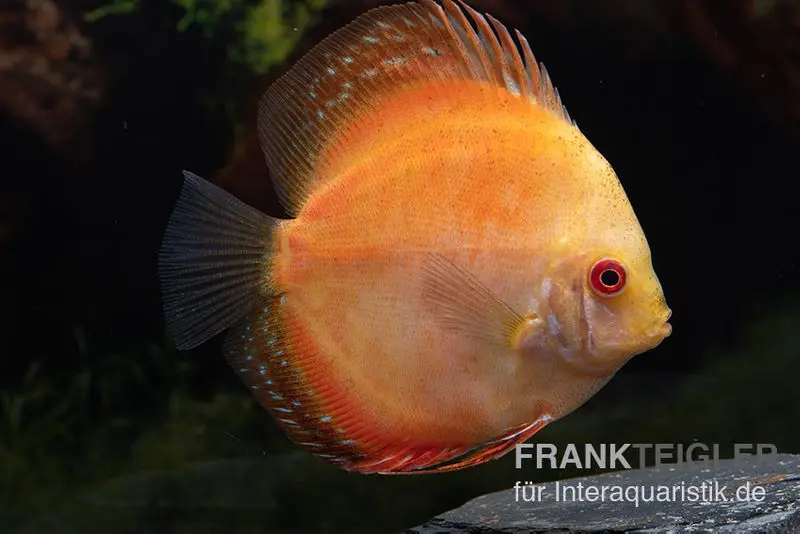 Discus élevage asiatique, Symphysodon discus Pigeon Pearl