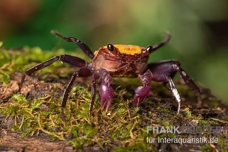 Crabe vampire citron, Geosesarma sp.