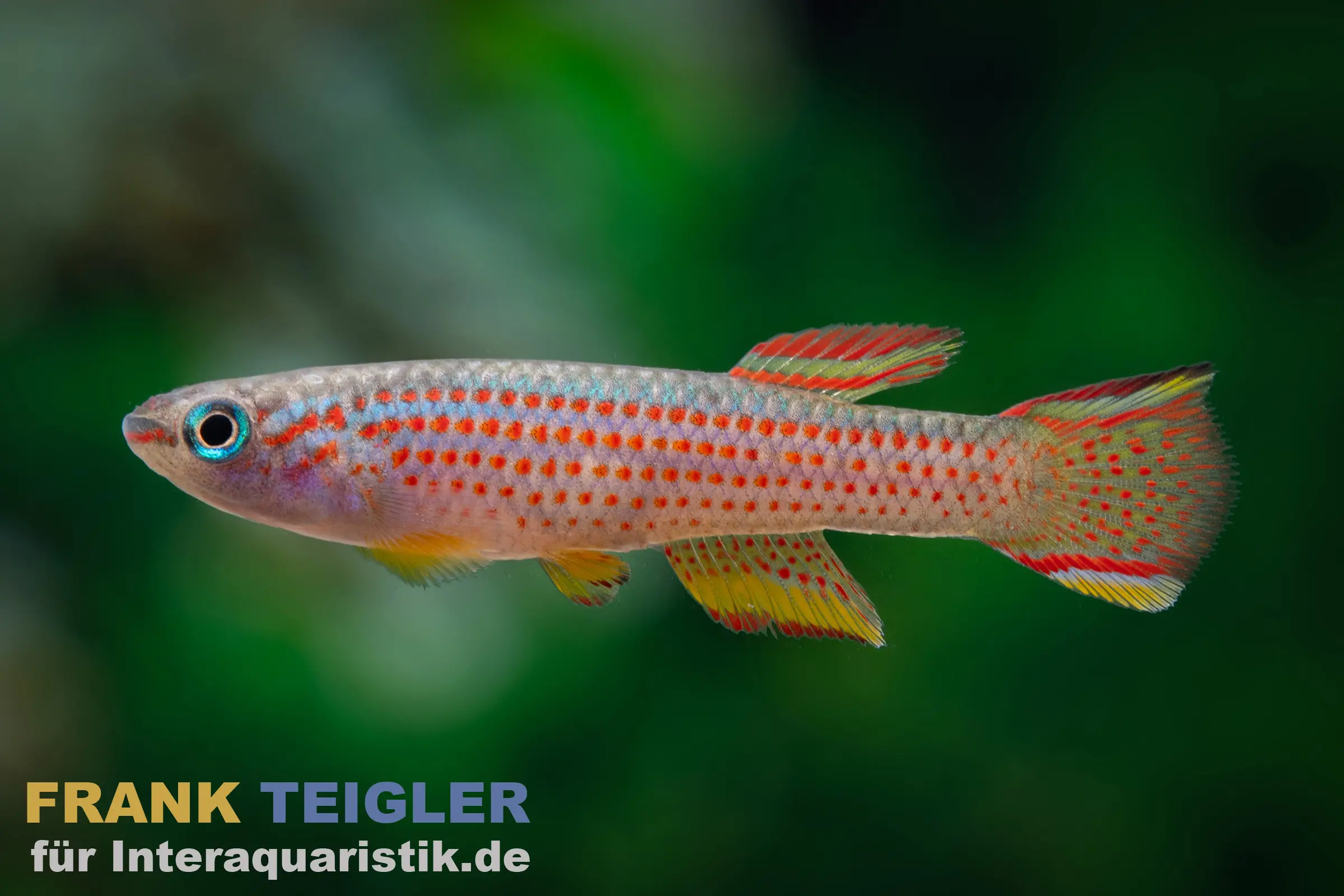 killi strié, Aphyosemion striatum