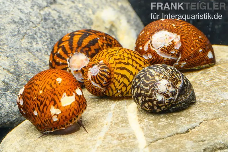 Escargot neritine, Neritina sp., tri B MIX