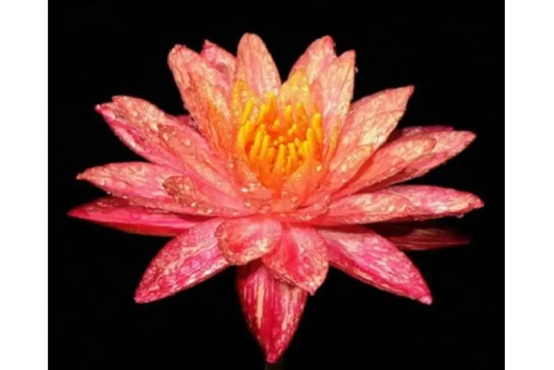 Nénuphar rouge, Nymphaea wanwisaa