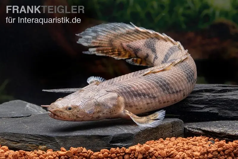 Bichir d’Endlicher, Polypterus endlicherii