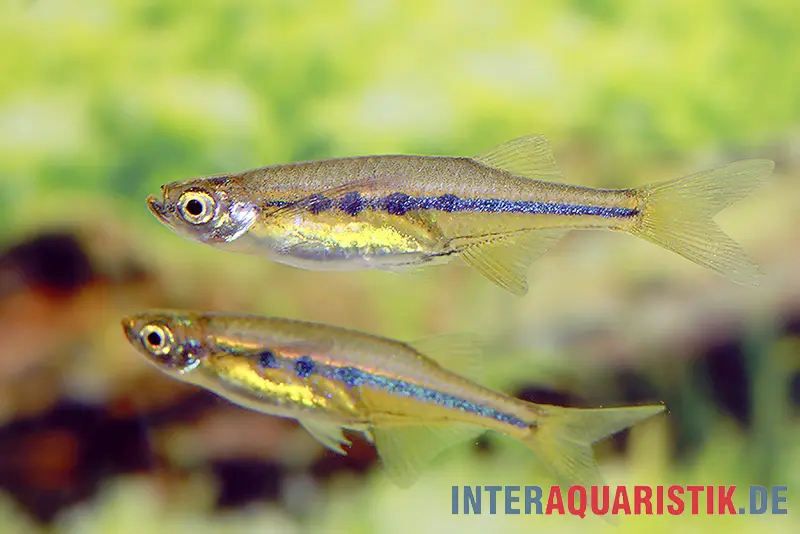 Barbus rasbora à ventre caréné de Dadybujors, Chela dadyburjori