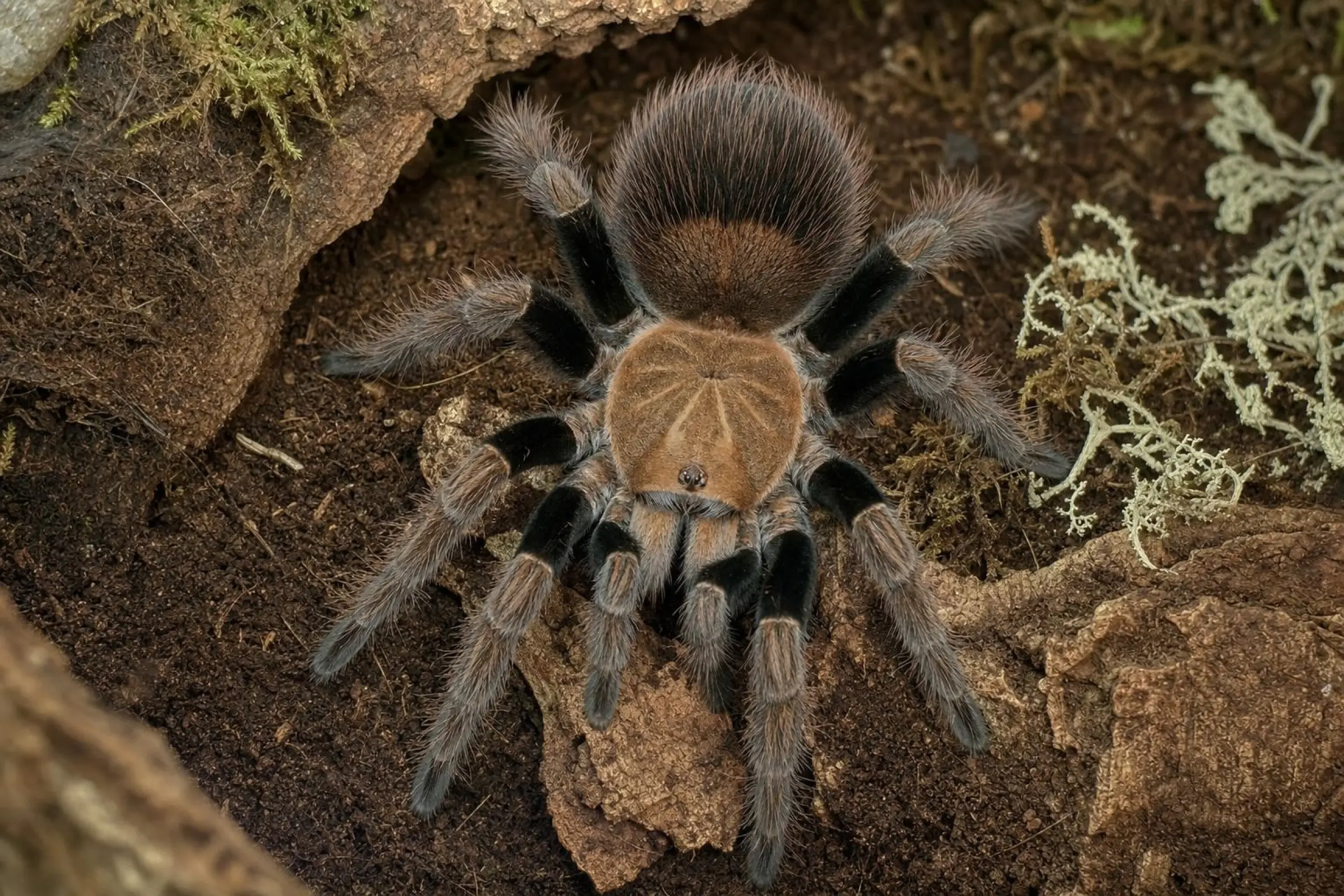 Mygale géante Mascara, Pamphobeteus spec. mascara