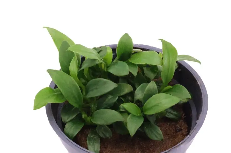 Anubias naine, Anubias nana « Pangolino », en pot
