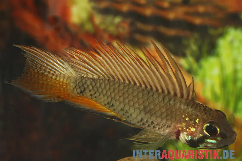 Cichlidé nain à larges bandes, Apistogramma megaptera, par couple