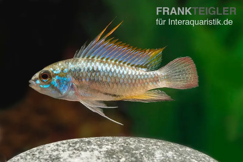 Cichlidé nain à trois bandes, Apistogramma trifasciata